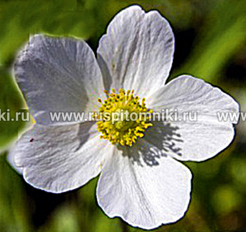 Ветреница лесная Macrantha