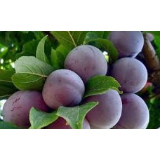 Слива домашняя Ренклод советский (Prunus domestica)