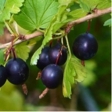 Крыжовник обыкновенный Орленок (Ribes uva-crispa)