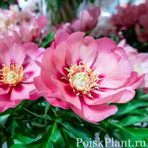 Пион ито-гибрид Old Rose Dandy