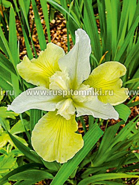 Ирис сибирский Chartreuse Bounty (C. McEwen, 1983)