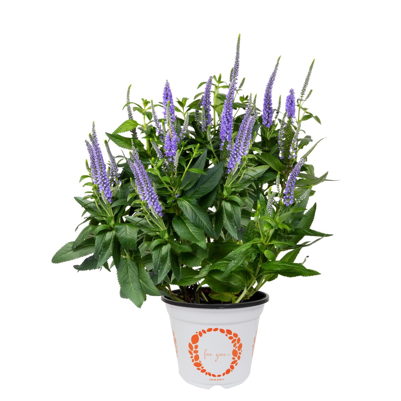 Вероника Candela Blue