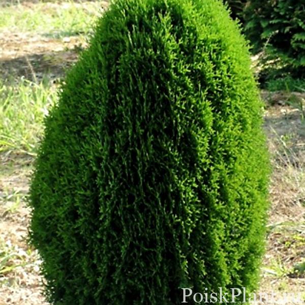 Туя западная Green Egg