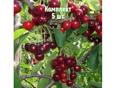 Вишня Журавка
