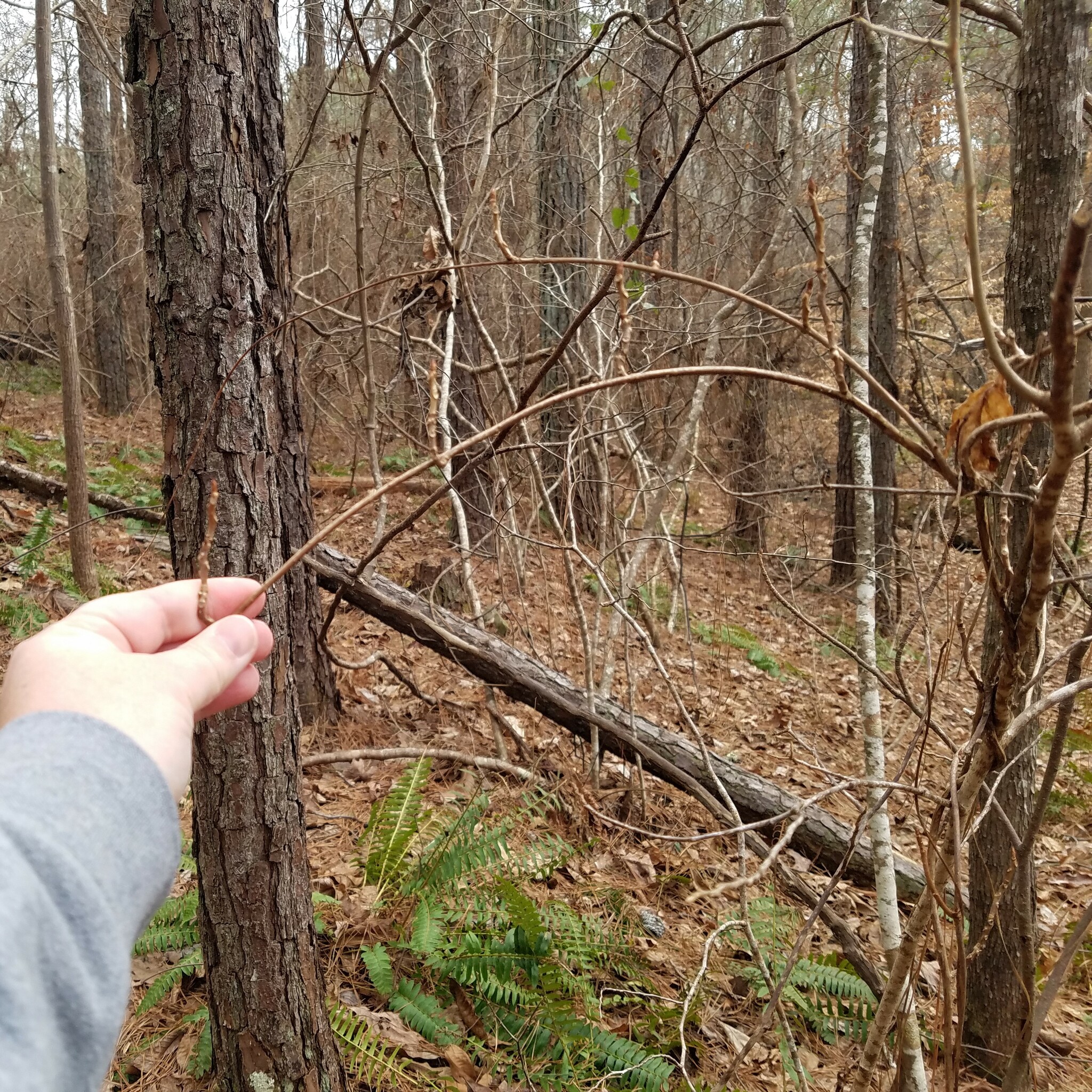 international backfill (iNaturalist): Schisandra