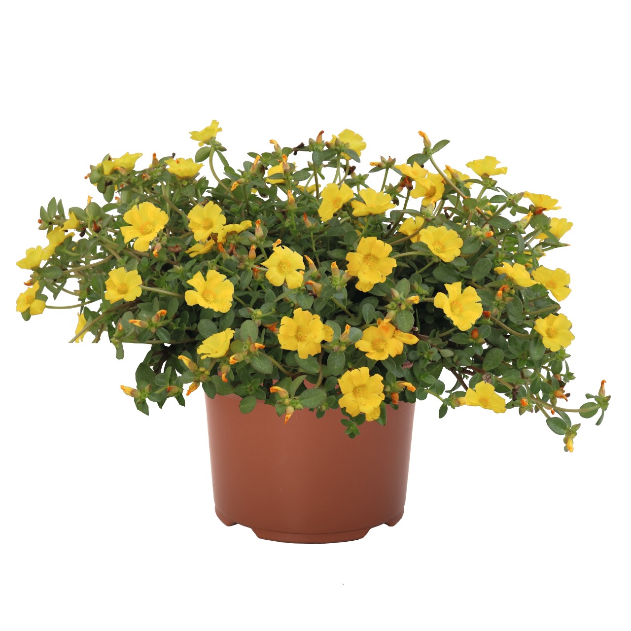 Портулак Cupcake Yellow