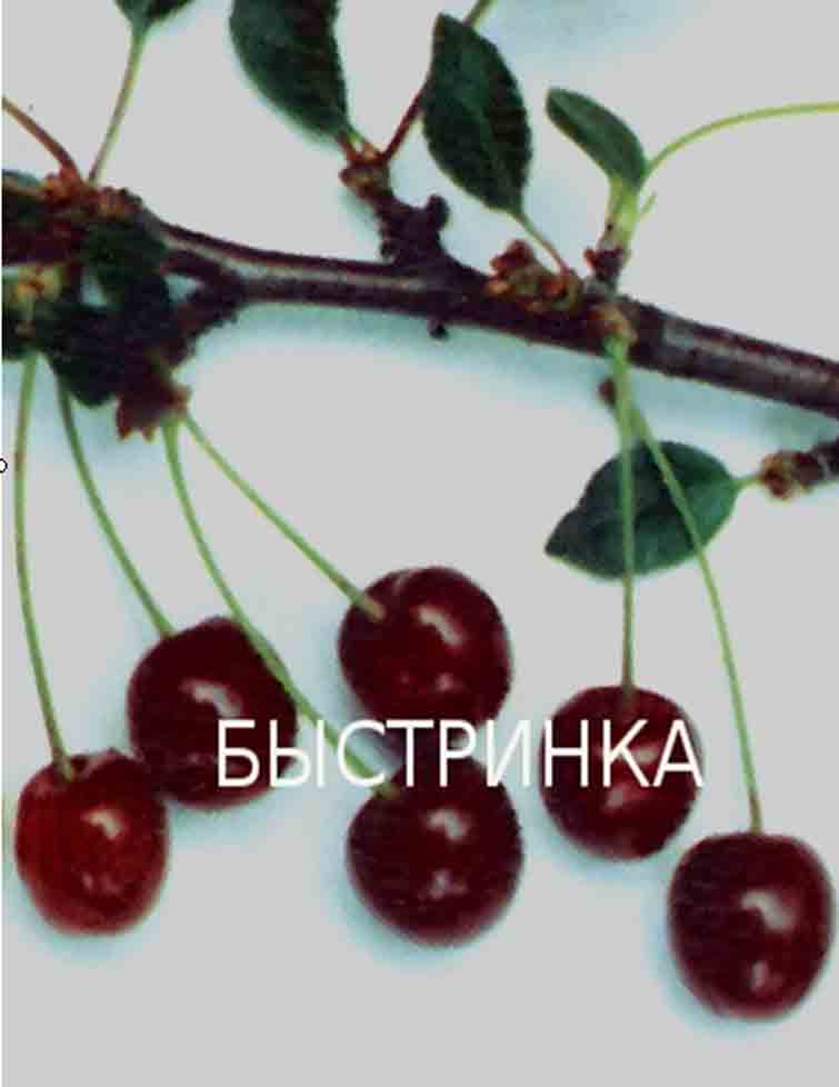 Вишня Быстринка