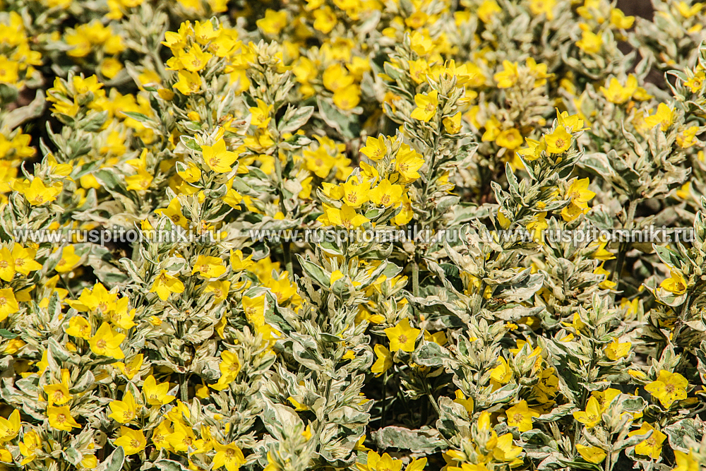 Вербейник точечный Variegata