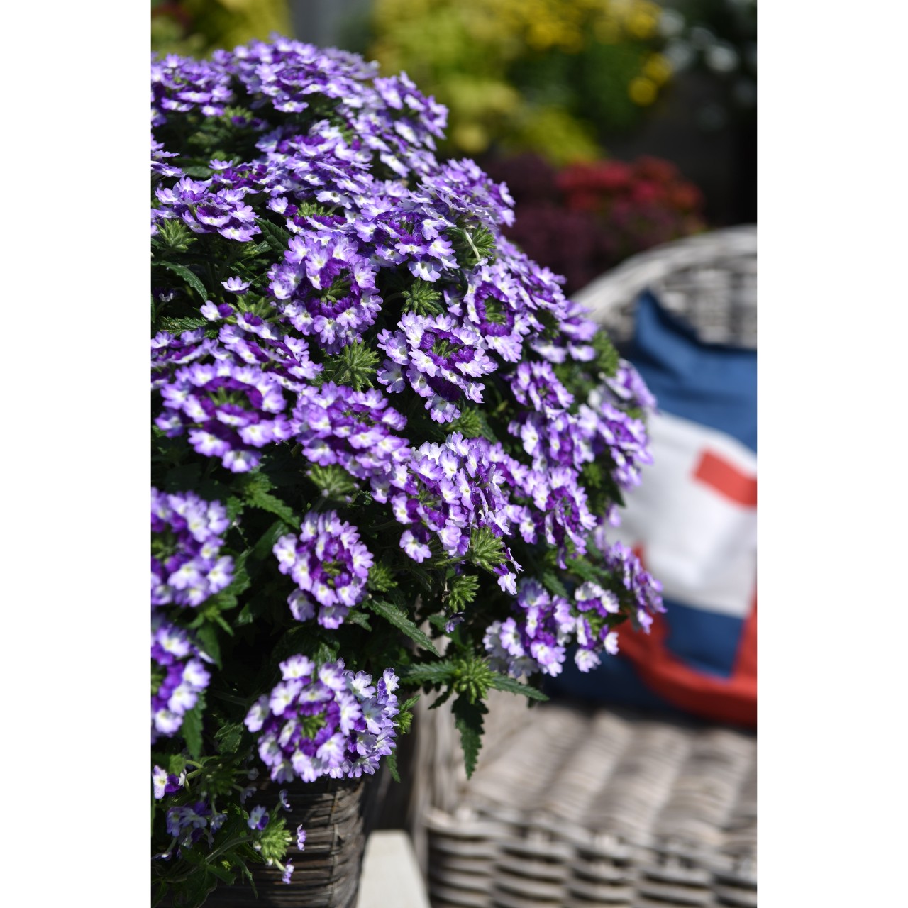 Вербена Wicked Purple
