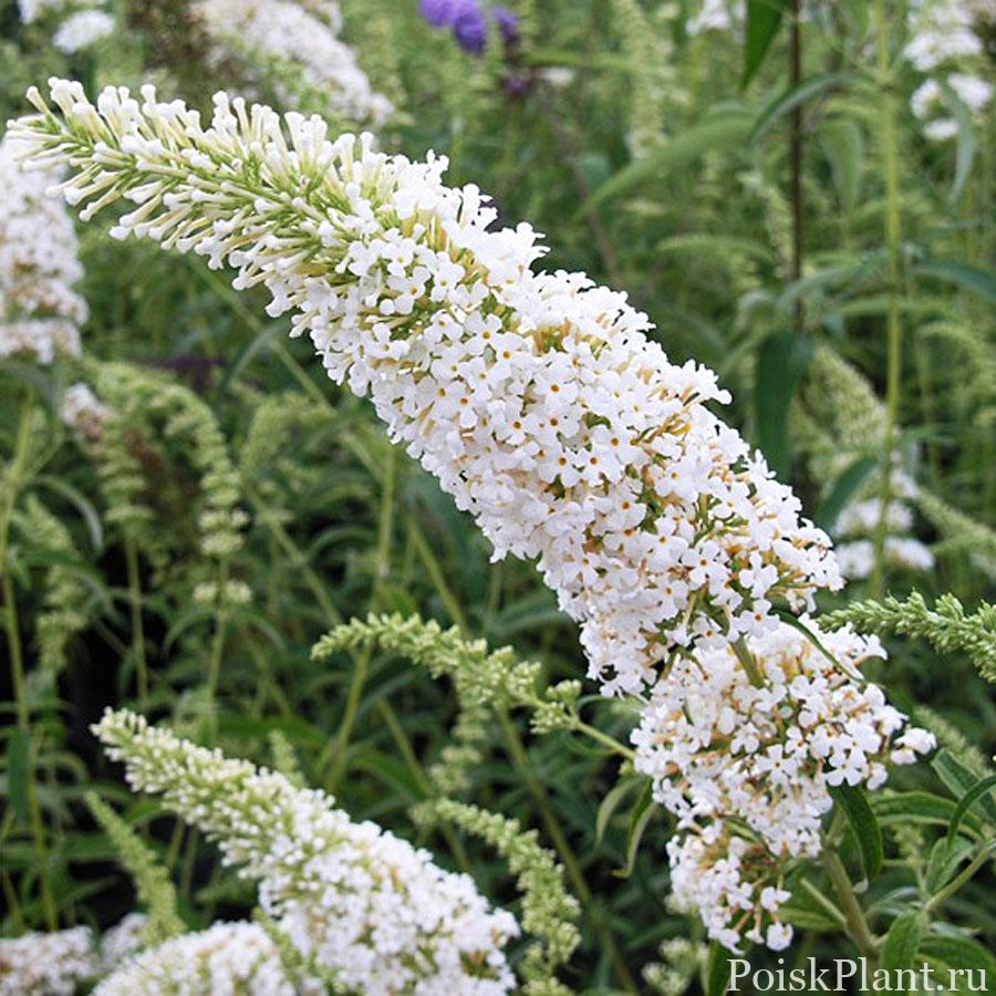 Буддлея давида White Profusion