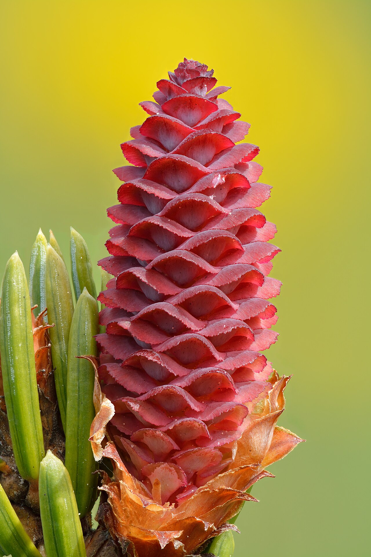 Ель Сербская (Picea omorika)