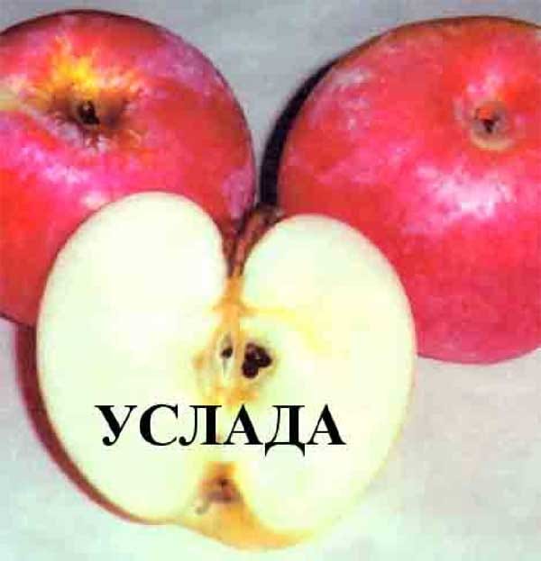 Яблоня Услада