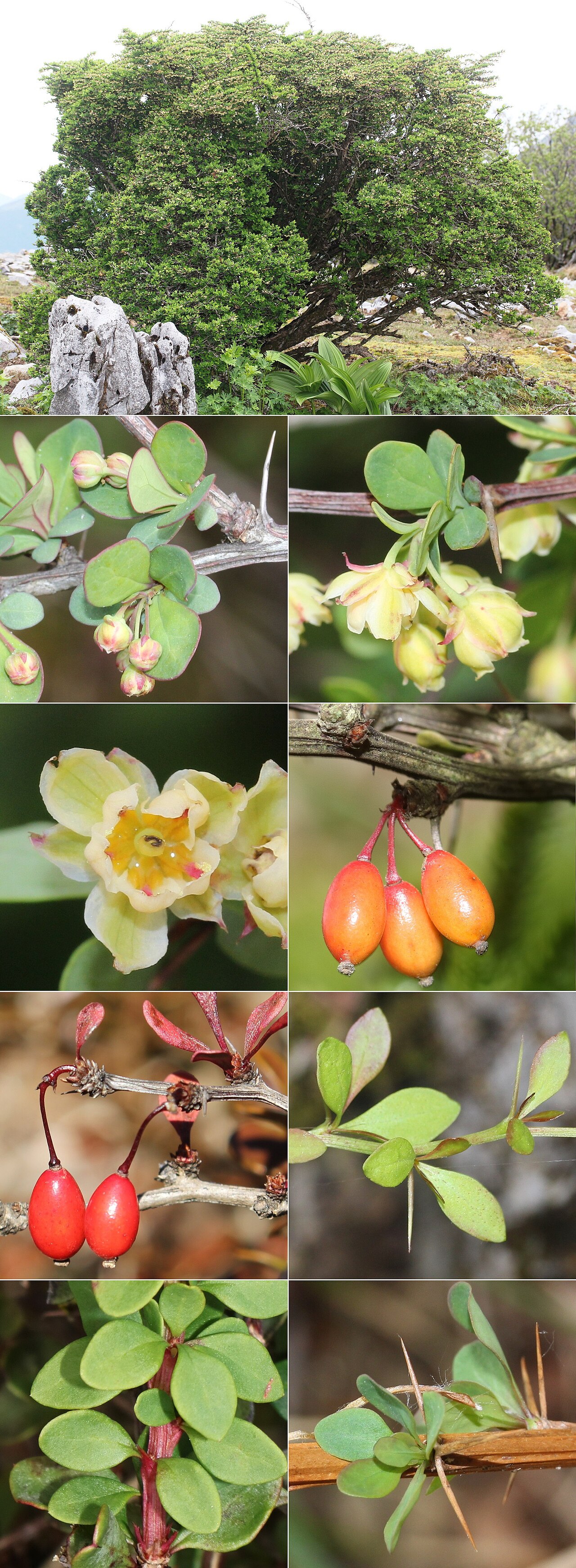 Барбарис Тунберга Atropurpurea Nana