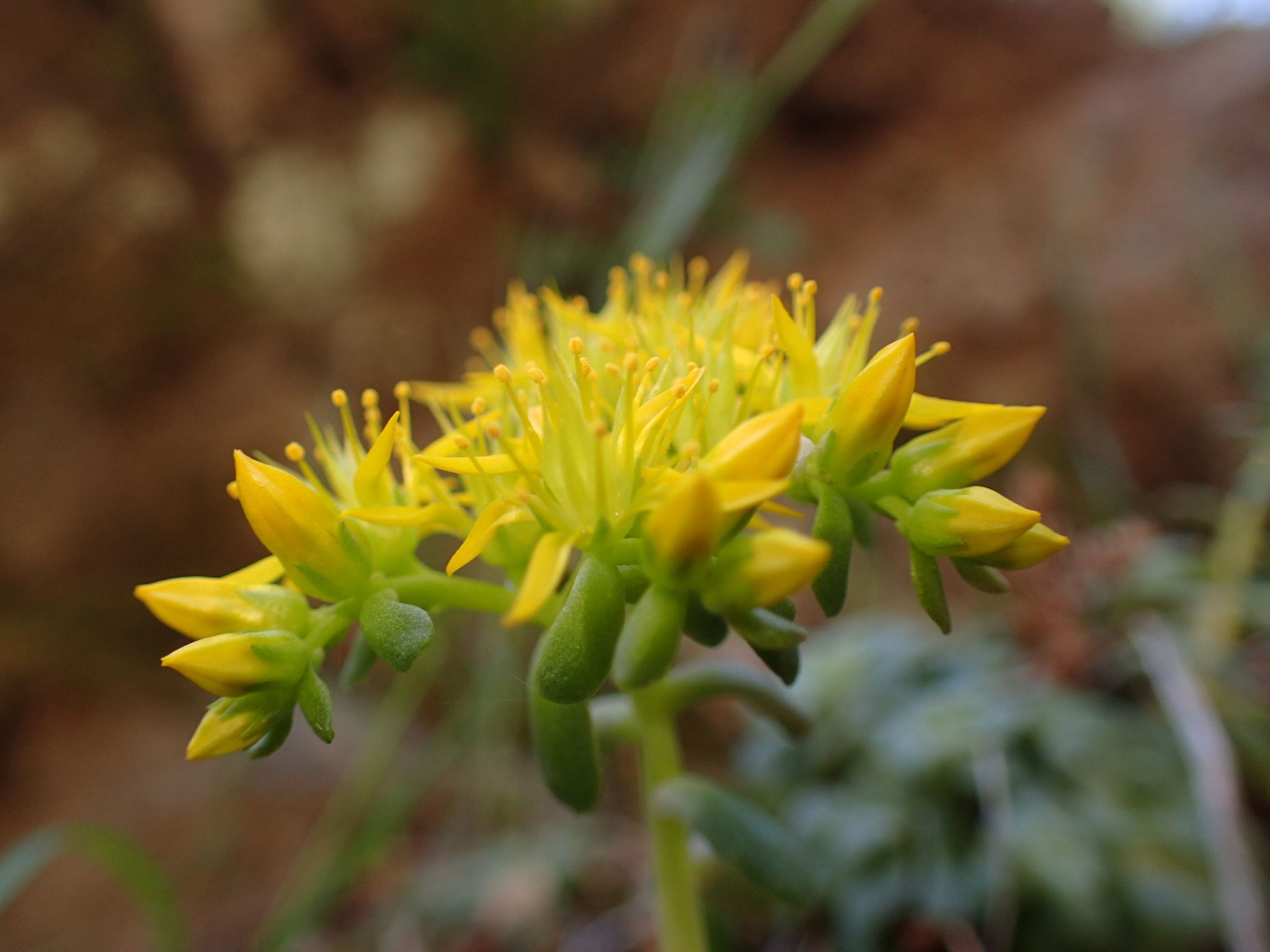 international backfill (iNaturalist): Sedum