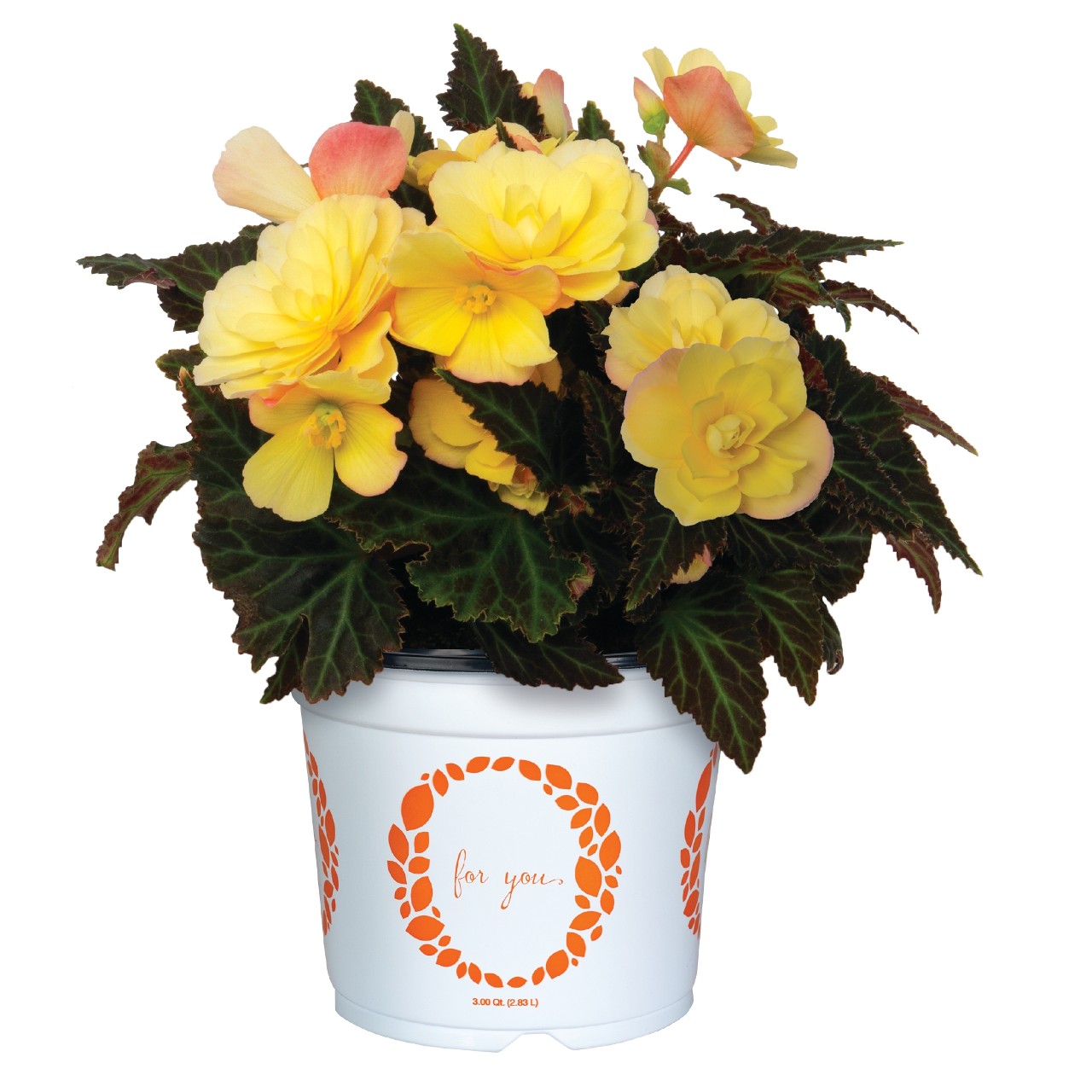 Бегония I'CONIA Portofino Yellow