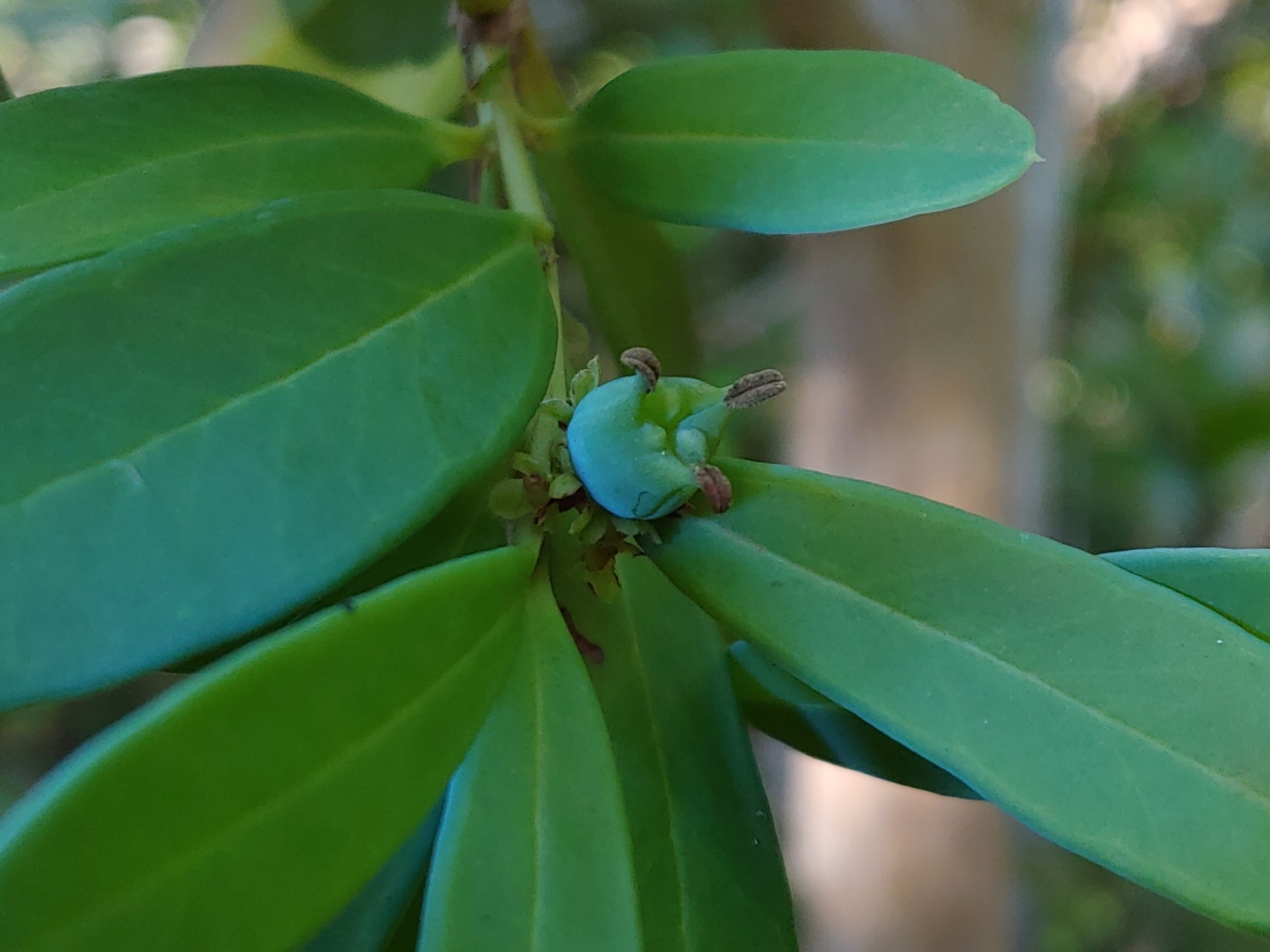international backfill (iNaturalist): Buxus
