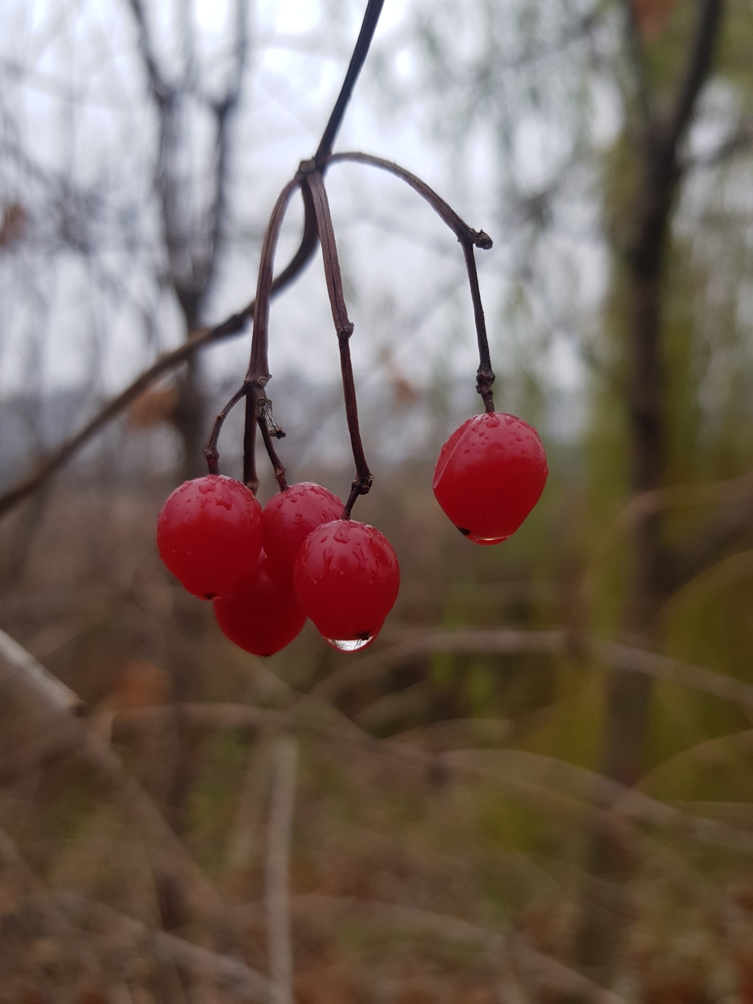 international backfill (iNaturalist): Viburnum
