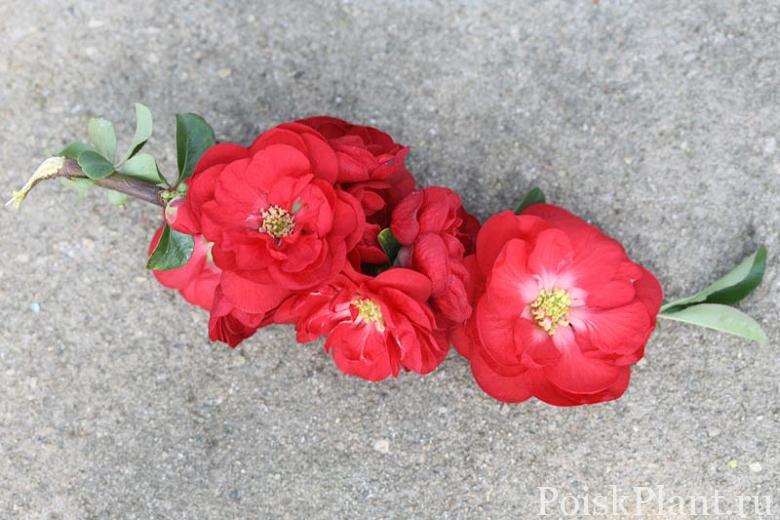 Айва прекрасная Double Take Scarlet