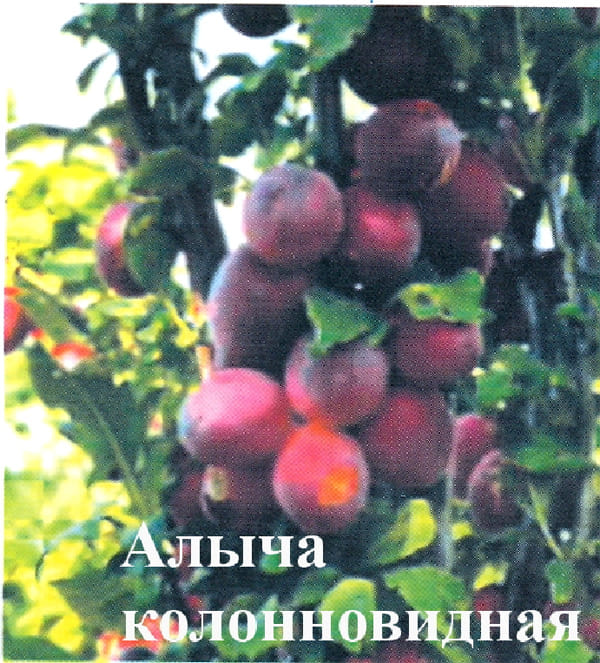 Алыча Колонновидная