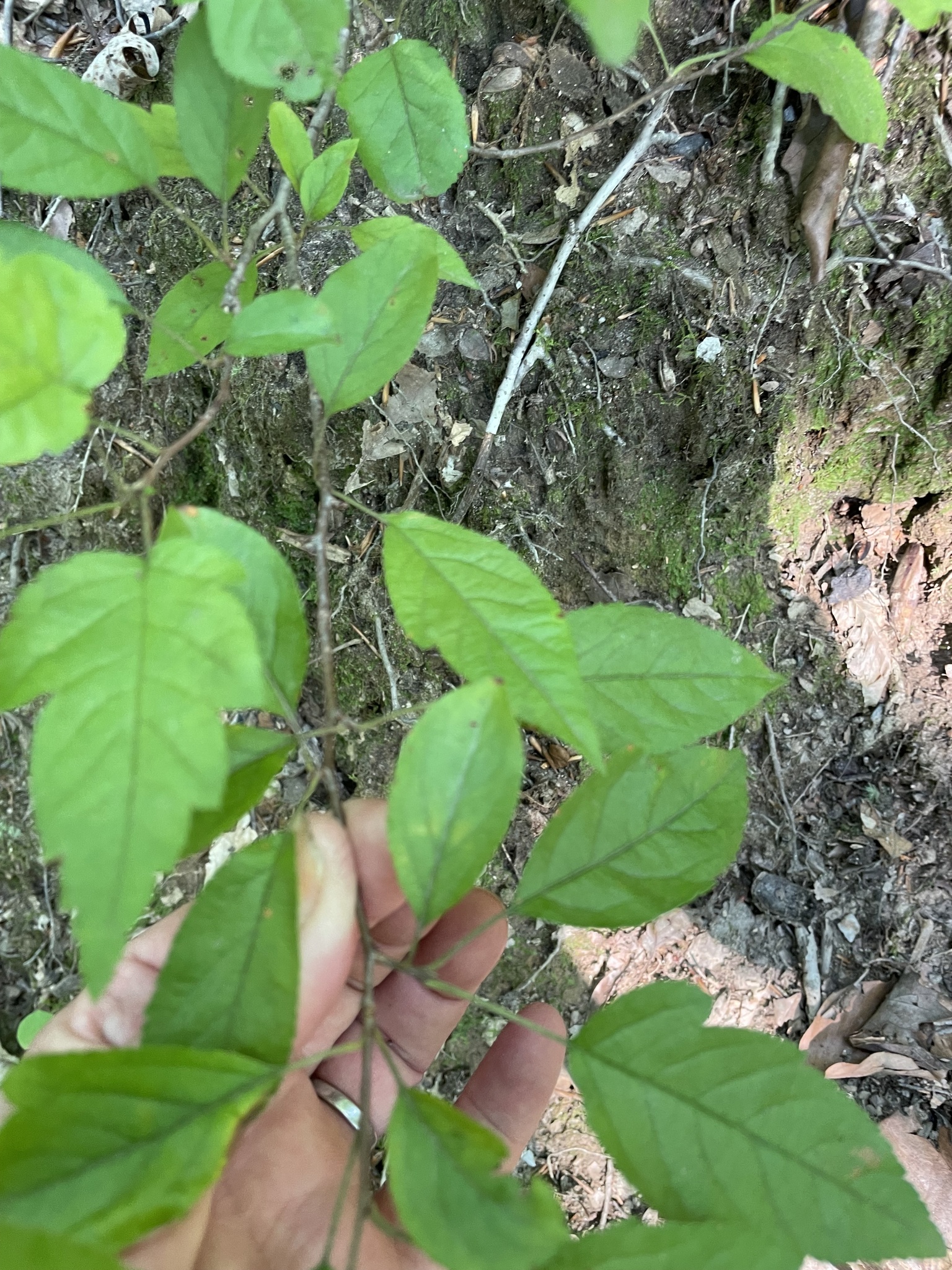 international backfill (iNaturalist): Malus