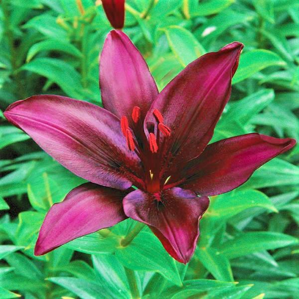 Лилия азиатская Dark Red