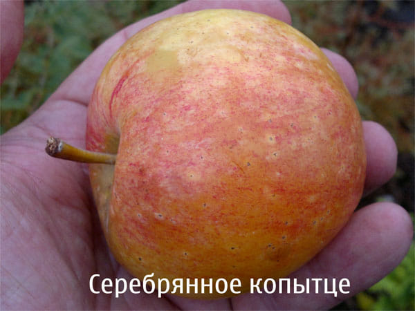 Яблоня "Серебряное копытце" Садоград 2хлетние саженцы