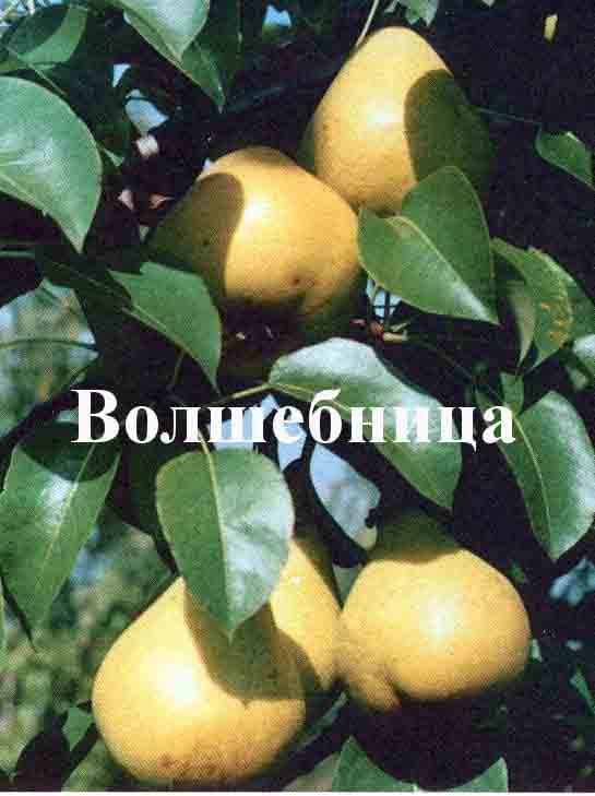 Груша Волшебница