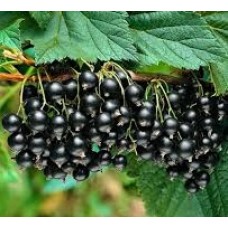 Смородина черная (Ribes nigrum Intercontinental)