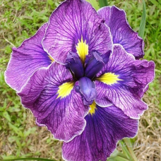 Ирис мечевидный (Iris ensata Katy Mendez)