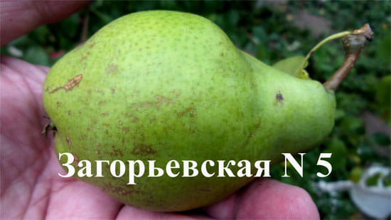 Груша Загорьевская №5
