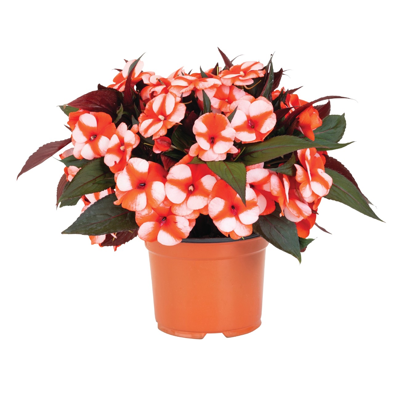 Бальзамин Petticoat Orange Star
