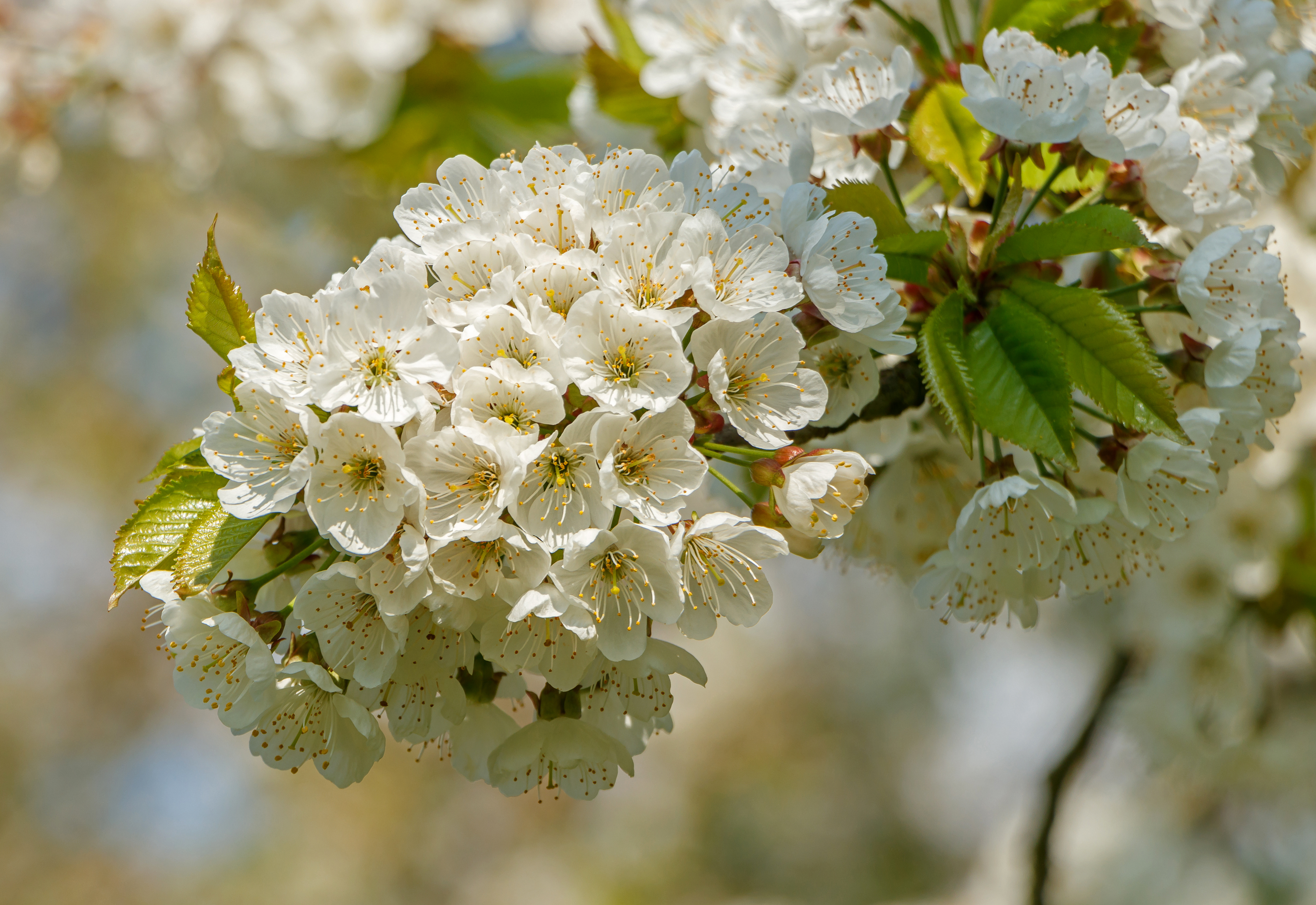 Черешня обыкновенная Медуница (Prunus avium )