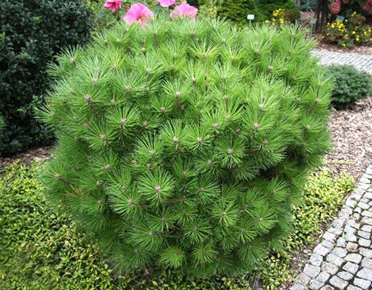 Сосна черная 'Pinus nigra'
