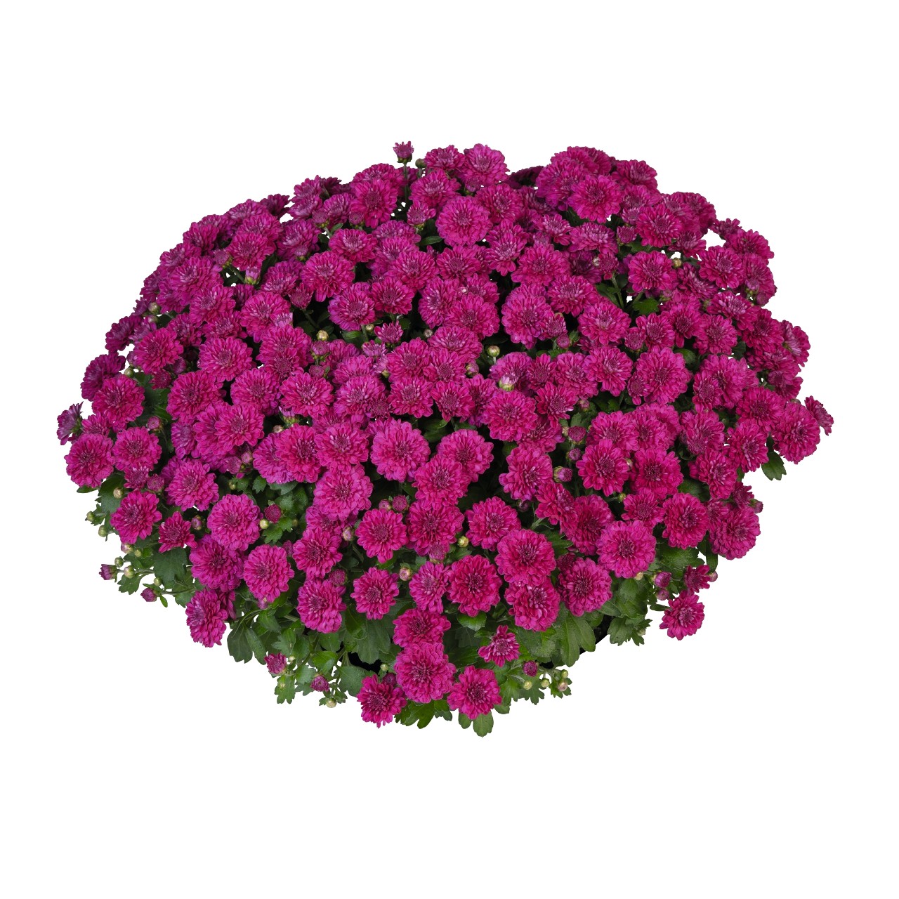 Хризантема Cherry Purple