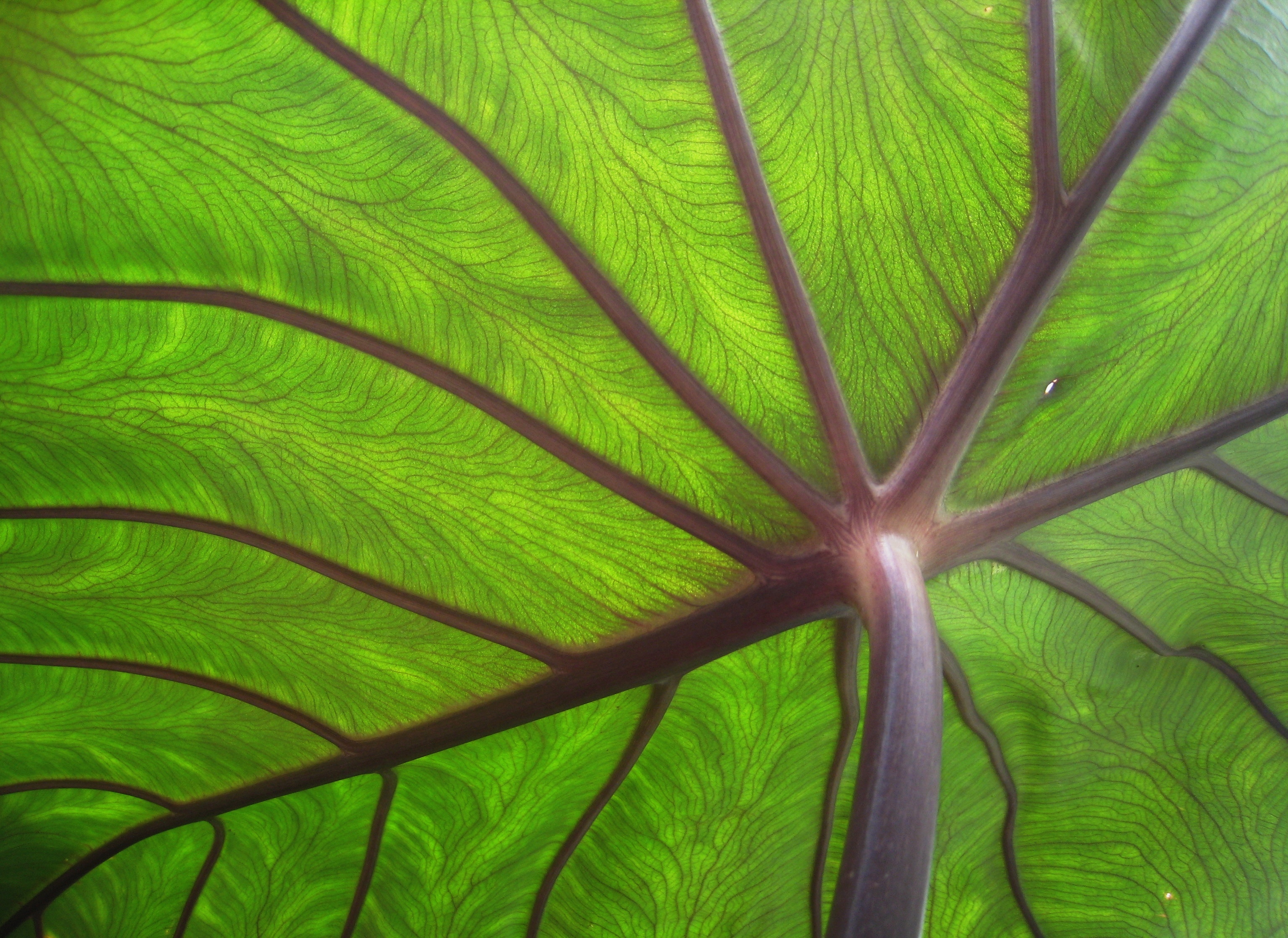Колоказия (Colocasia) h 0,60 м, С4
