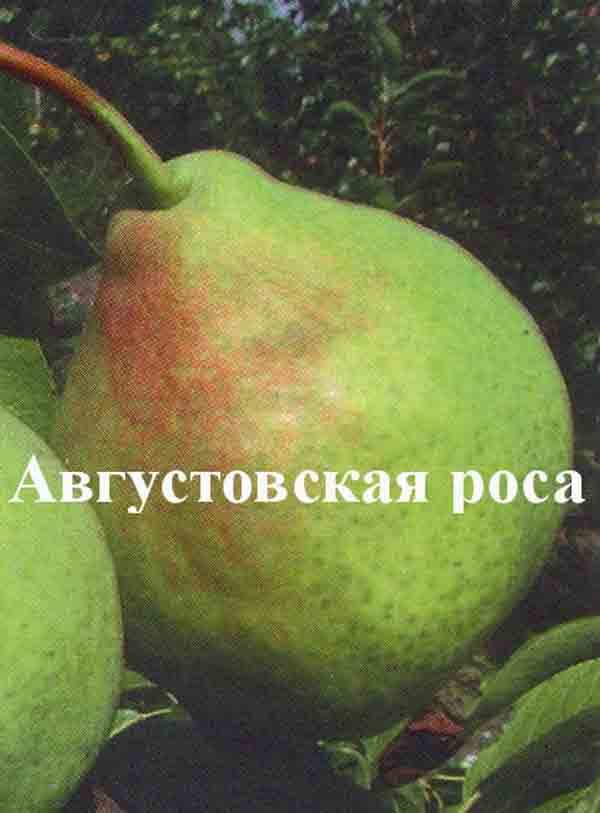 Груша Августовская роса
