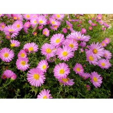Астра кустарниковая (Aster dumosus)