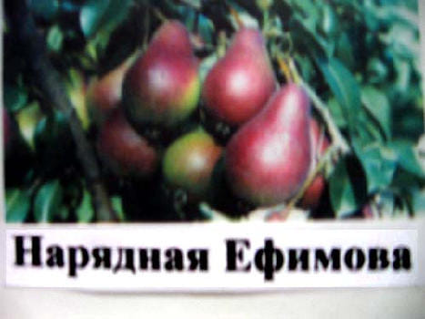 Груша Нарядная Ефимова