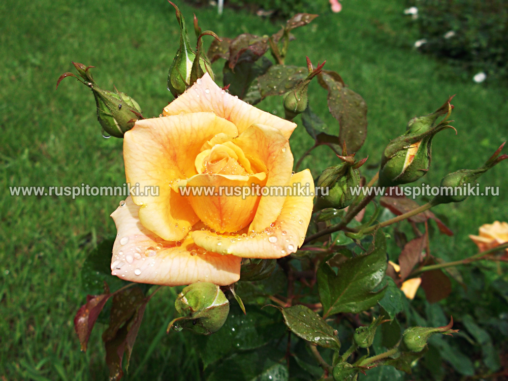Плетистые крупноцветковые розы Garden Sun’ = ‘Meivaleir