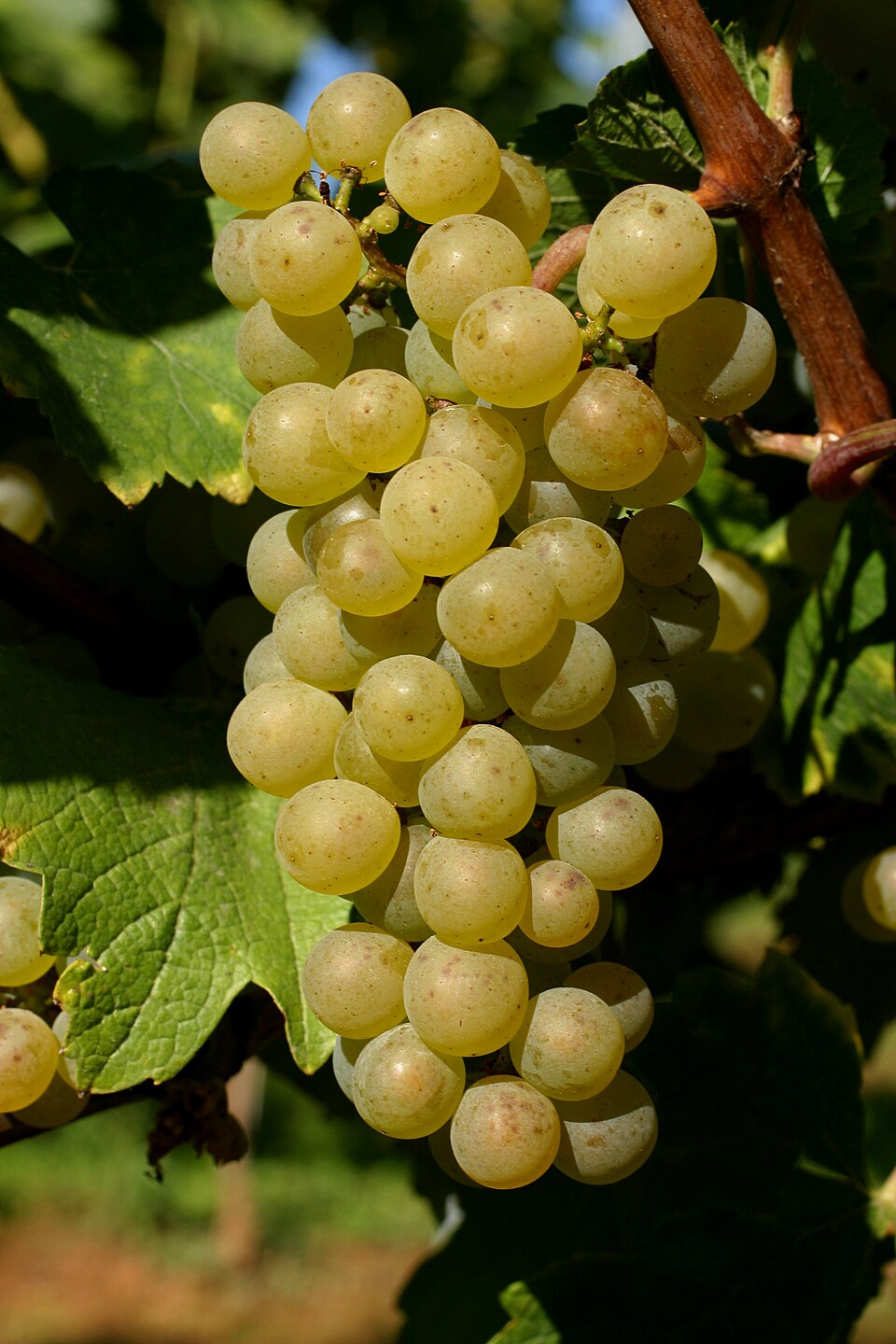 Виноград Chardonnay