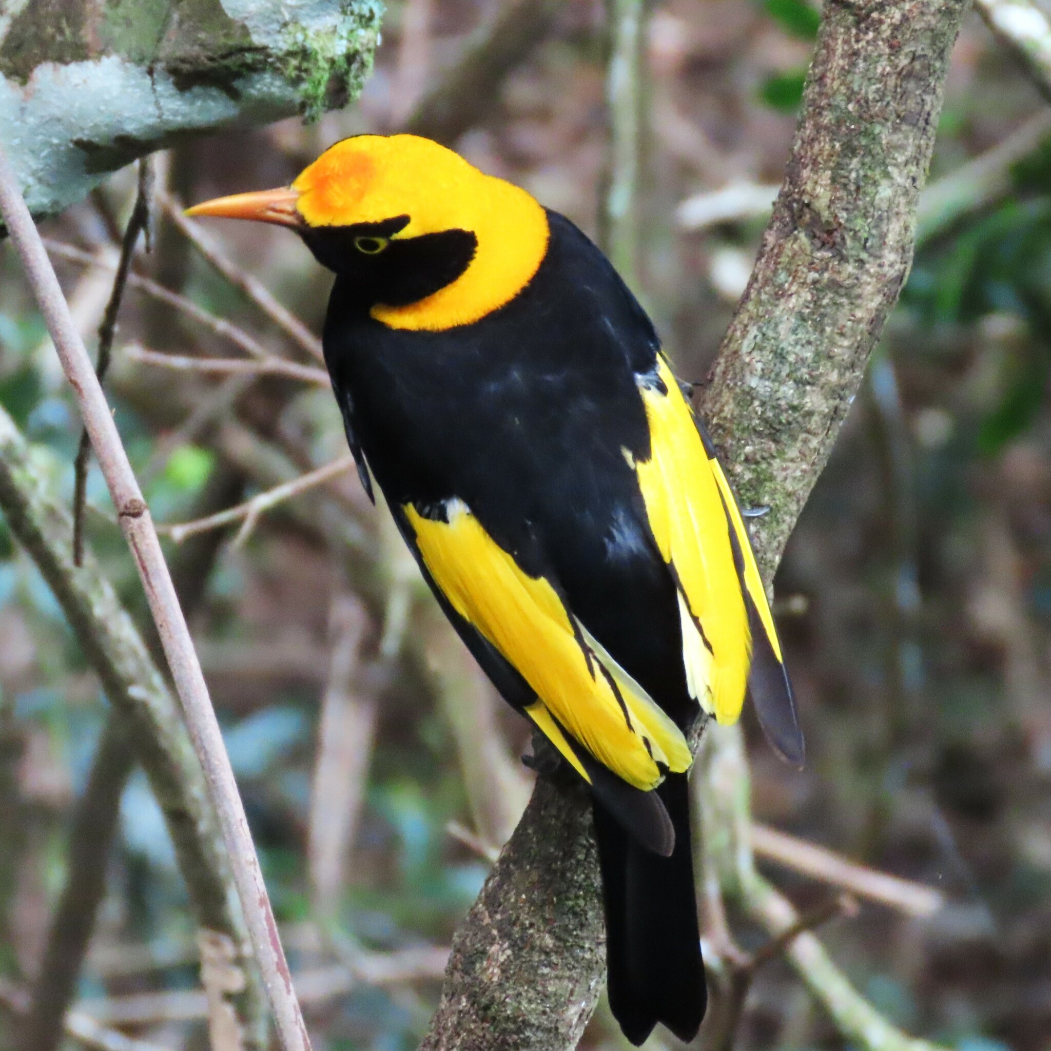 international backfill (iNaturalist): Prince Jardinier