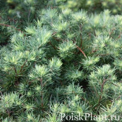 Лиственница американская Arethusa Bog