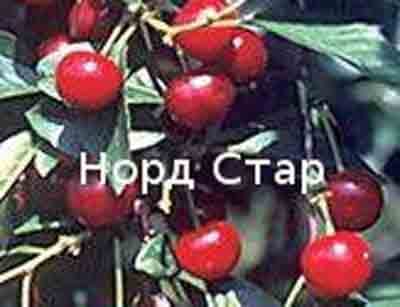 Вишня Норд Стар