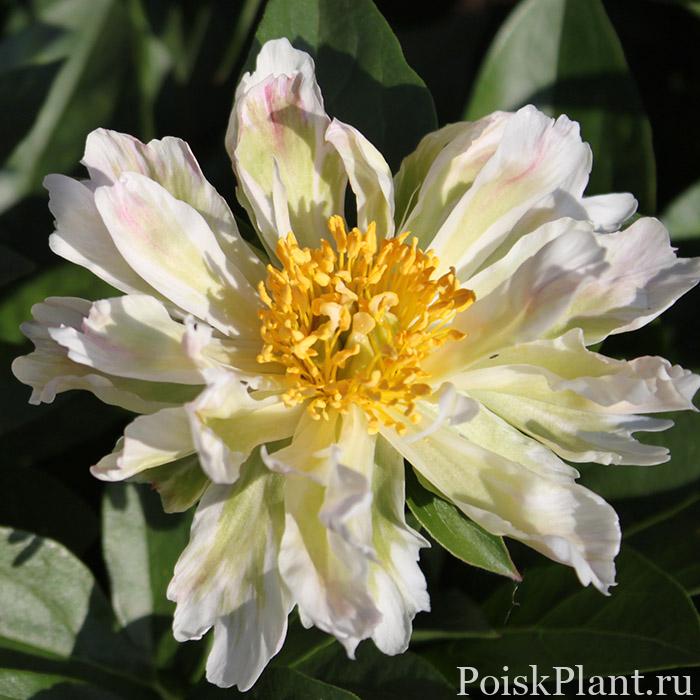 Пион травянистый Green Lotus