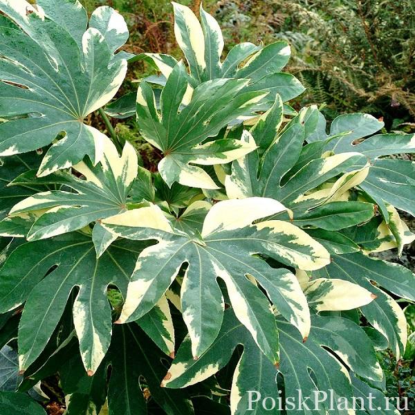 Фатсия японская Variegata