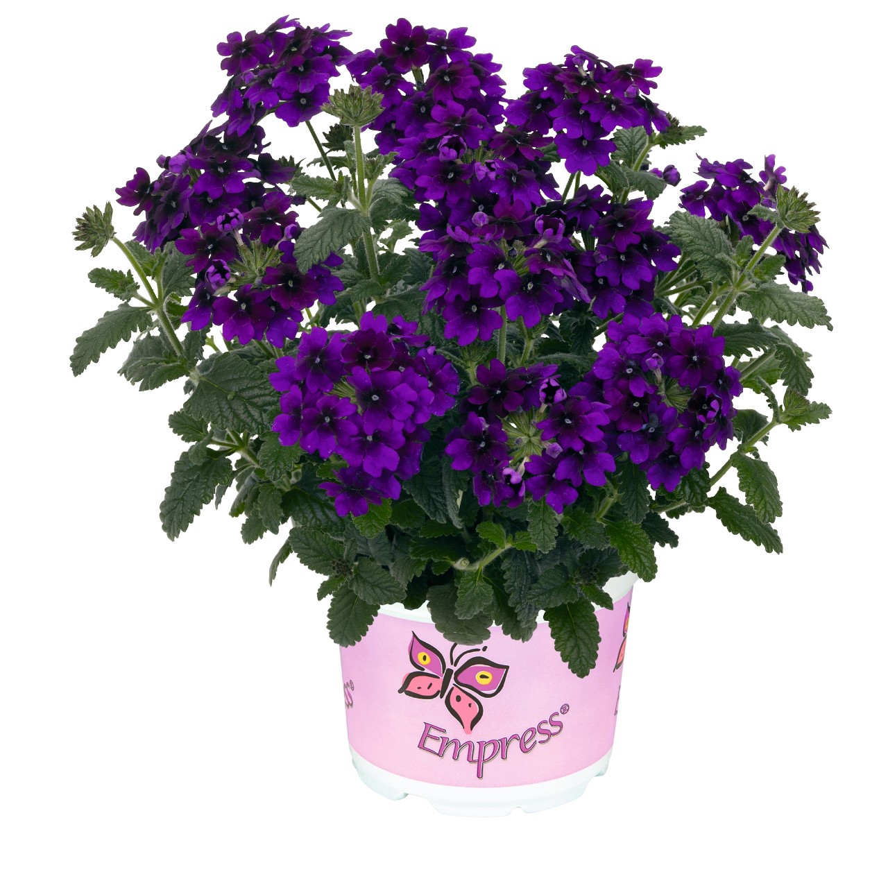 Вербена Empress Flair Violet Blue