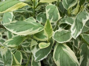 Дёрен белый 'Elegantissima' BR 60-80 CM / Cornus alba 'Elegantissima'