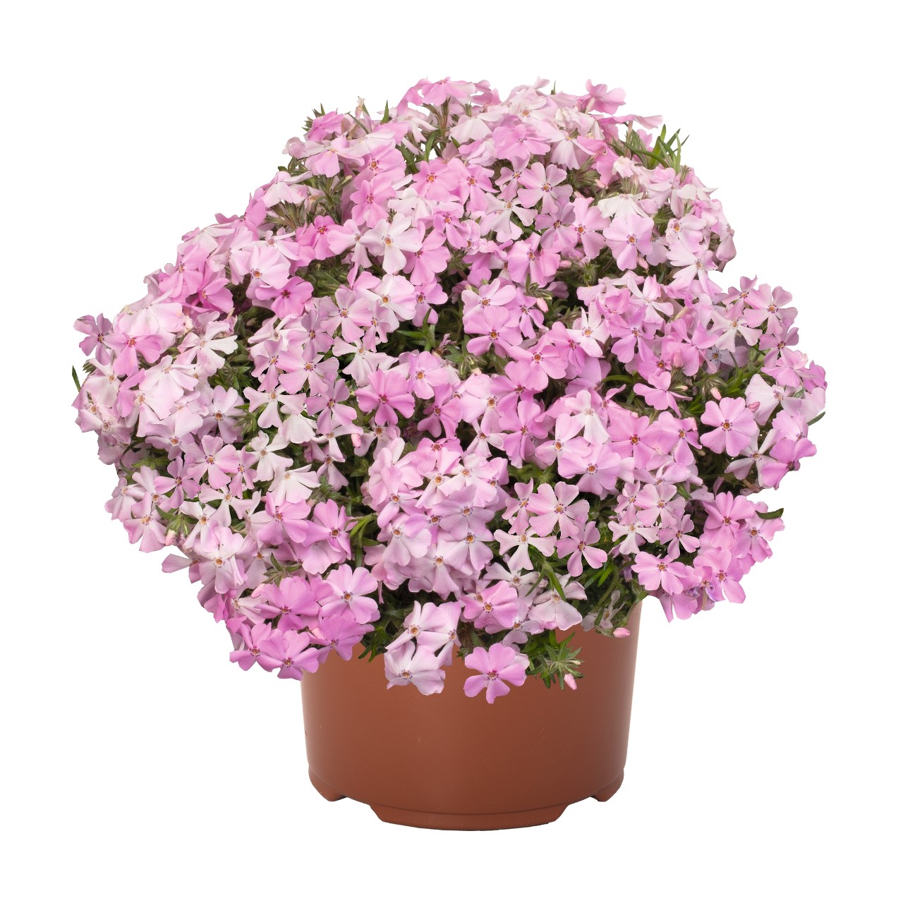 Флокс subulata Spring Soft Pink