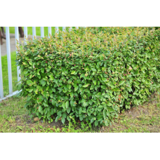 Кизильник блестящий (Cotoneaster lucidus)