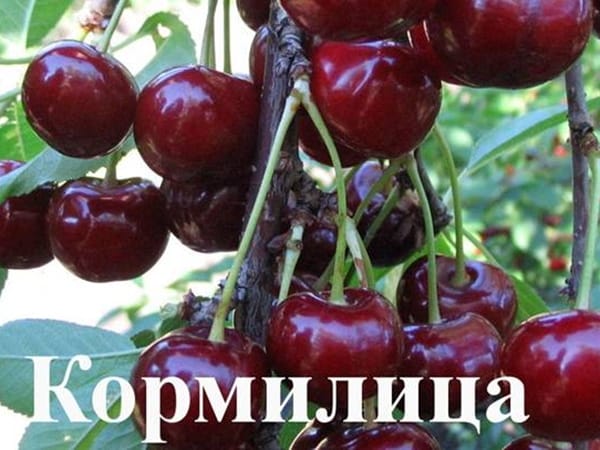 Дюк Кормилица